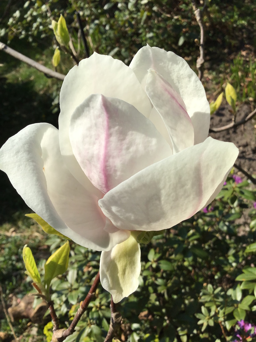 × soulangeana Rustica Rubra